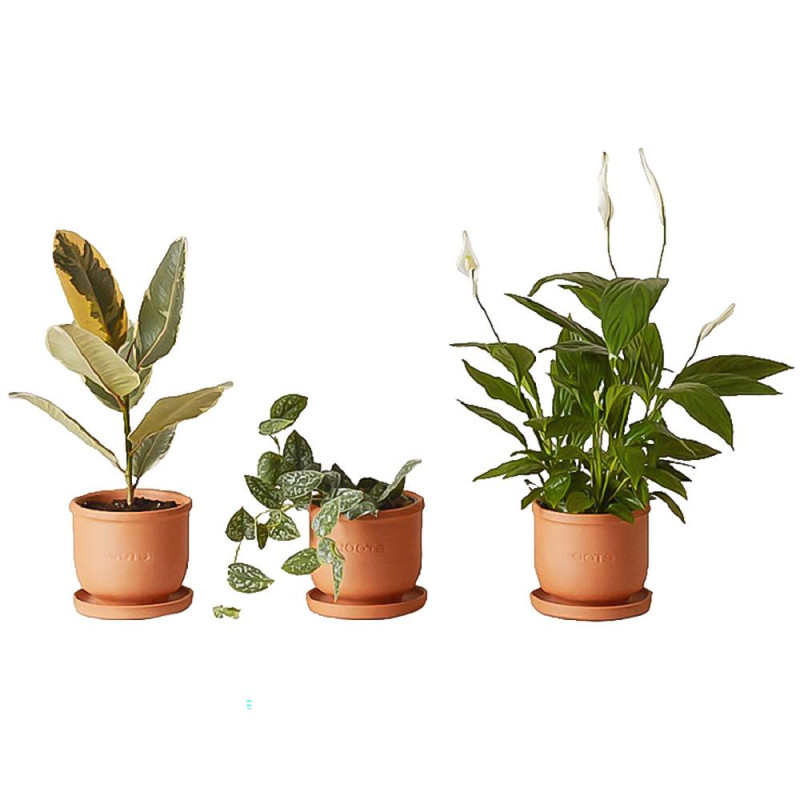Набор растений  plants set 02(сет из 3х растений)12, высота около 25 см