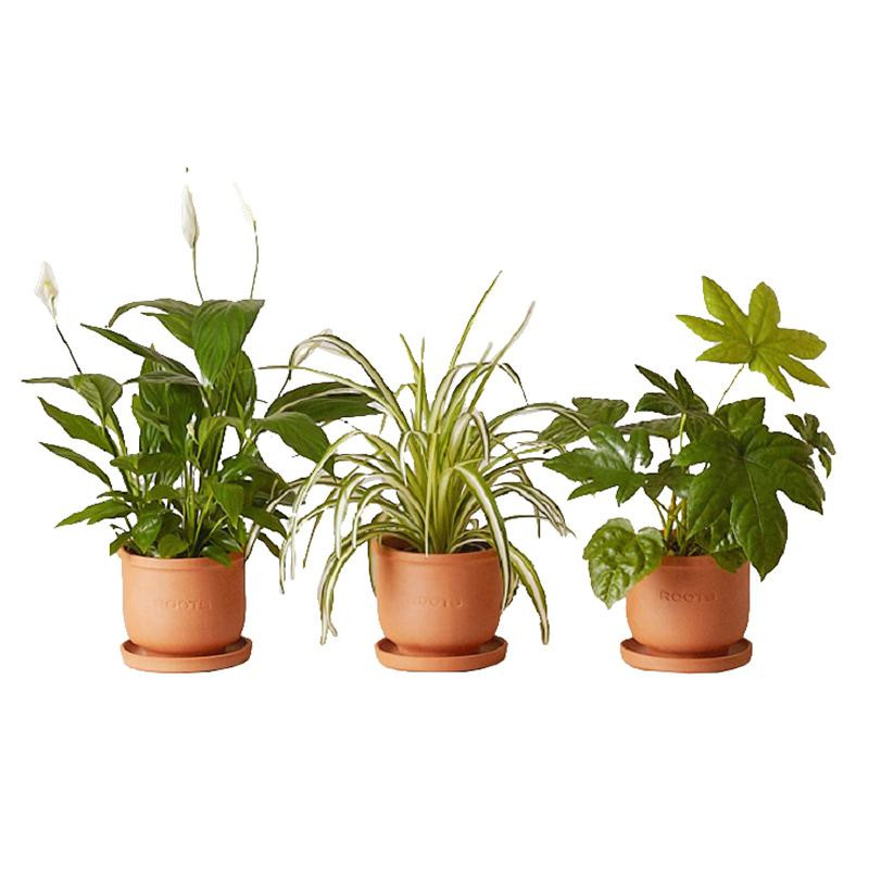 Набор растений  plants set 01(сет из 3х растений) 12, высота около 25 см