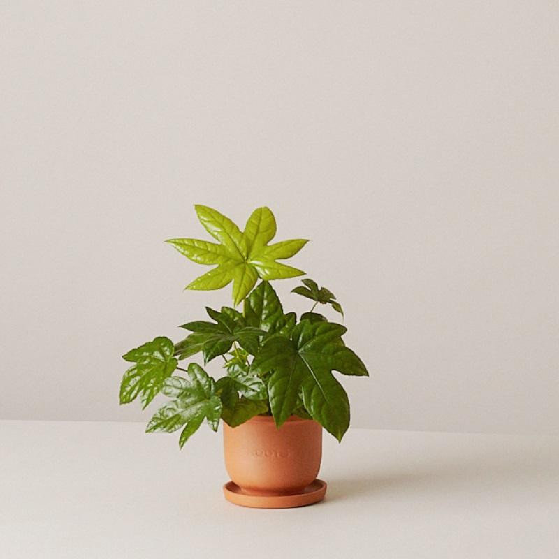 Набор растений  plants set 01(сет из 3х растений) 12, высота около 25 см