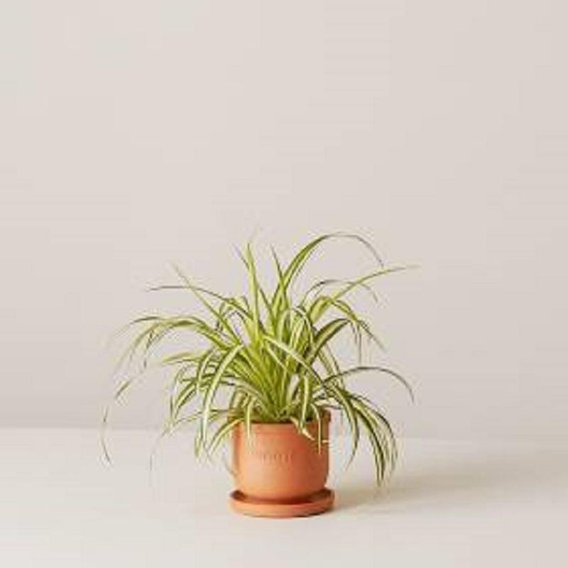 Набор растений  plants set 01(сет из 3х растений) 12, высота около 25 см