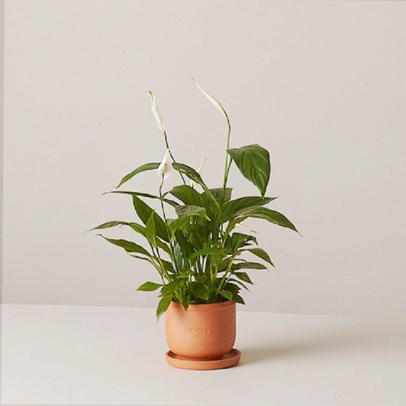 Набор растений  plants set 01(сет из 3х растений) 12, высота около 25 см